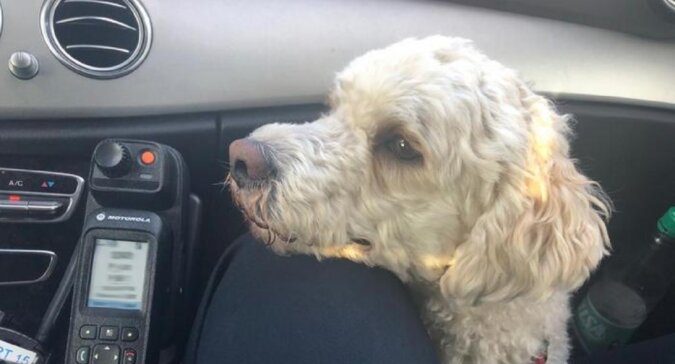 In Hannover haben Autofahrer auf der Autobahn einen Hund gerettet