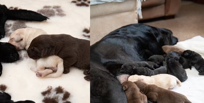 Die Labradorin und ihre Welpen. Quelle: dailymail.co.uk