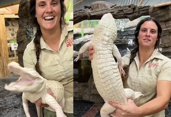 Albino-Alligator. Quelle: dailymail.co.uk