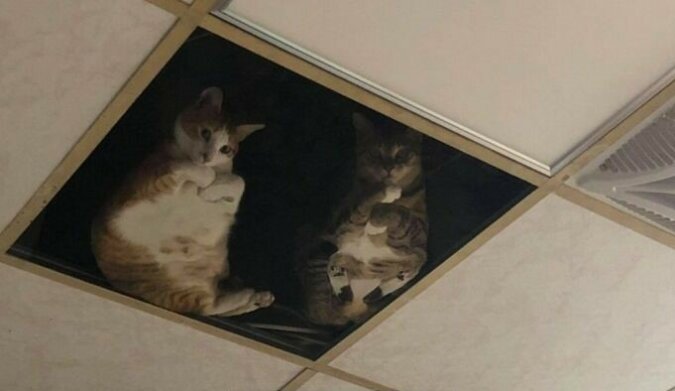 Der Ladenbesitzer hat eine durchsichtige Decke für seine Haustiere installiert, jetzt beobachten die Katzen Besucher