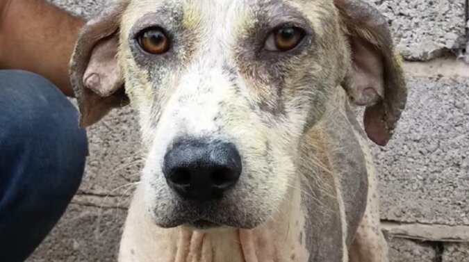 Ein streunender Hund, der gerettet wurde. Quelle: www. laykni.com