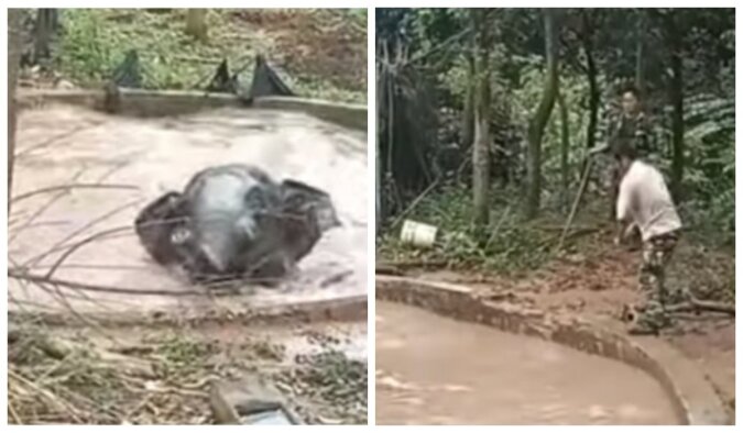 Ein Elefant wird aus einem tiefen Loch gerettet. Quelle: Screenshot YouTube