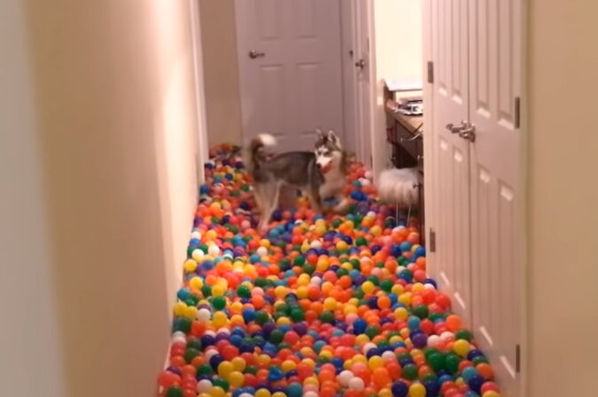 Ein Mann überraschte seinen Hund, indem er einen ganzen Raum mit Luftballons füllte