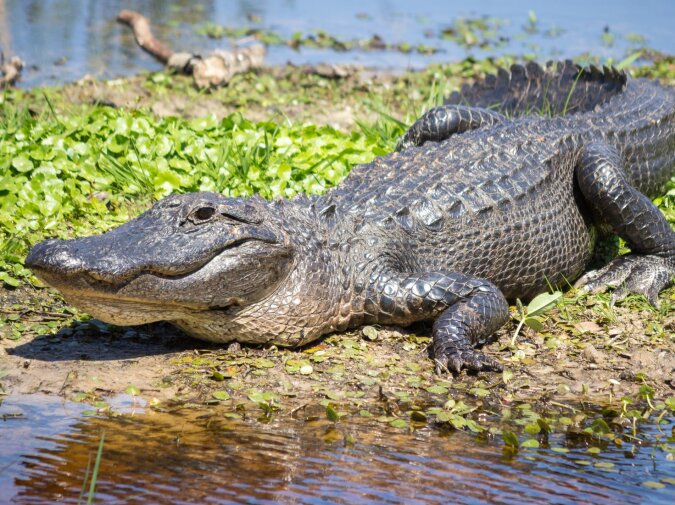 Alligator. Quelle: dailymail.co.uk
