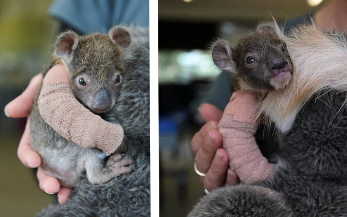 „Liebesheilung“: Ein verwaister fünf Monate alter Koala stieß sich an der Pfote und bekam einen kleinen Gipsverband