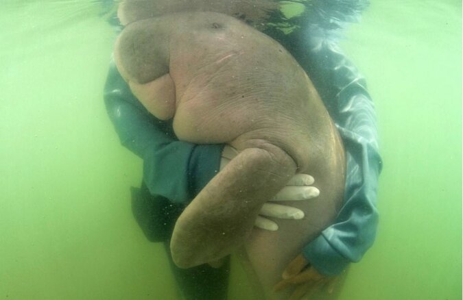 "Aufrichtige Umarmungen": Baby Dugong nimmt freundlich Kontakt mit Menschen auf