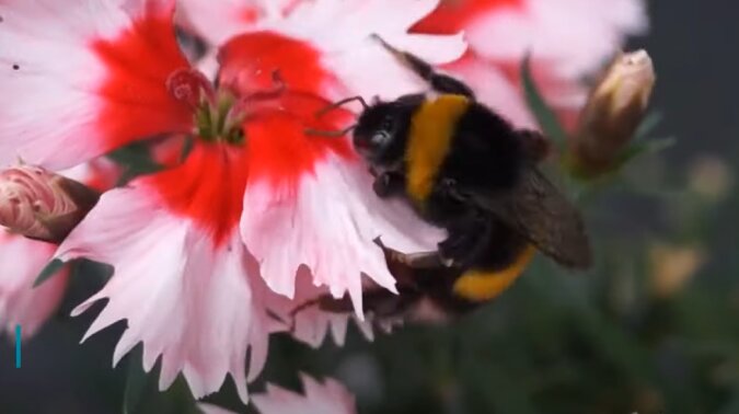 Hummel. Quelle: Screenshot YouTube