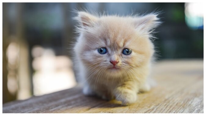 Munchkin-Kätzchen. Quelle: Getty Images