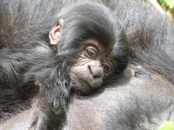 Um ihr Kind zu retten, warf die Gorillamutter das Rudel und ging den riskanten Weg