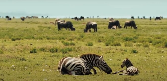 Zebras. Quelle: Screenshot YouTube