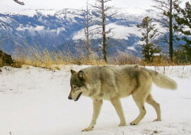 Ein Wolf stellte einen Rekord auf, indem er 6700 Kilometer zurücklegte
