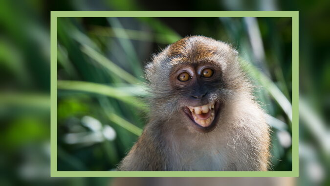Ein Affen. Quelle: pikabu