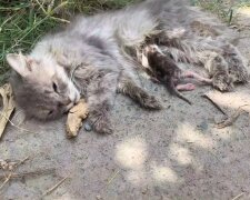 Eine Katzenmama lag mit ihren neugeborenen Kätzchen am Straßenrand: Autos fuhren vorbei, niemand hielt an
