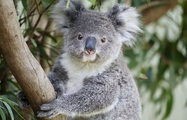 „Freunde für immer“: Koala Ash liebt es, mit seinem Freund Frankie, dem Känguru, zu spielen