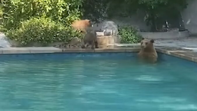 Eine Bärenfamilie im Pool. Quelle: facebook