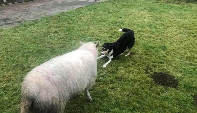 Der Hund und sein Freund das Schaf. Quelle: goodhouse