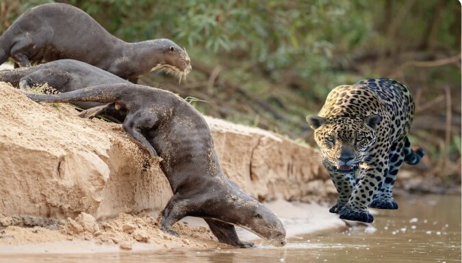 Jaguar und Otter. Quelle: www. goodhouse.сom