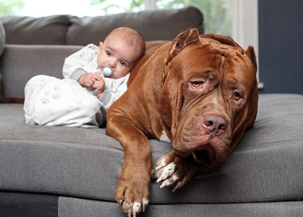 Der größte Pitbull der Welt wurde  als Babysitter für ein Baby