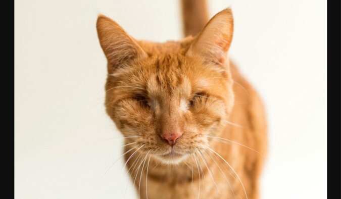 Eine Fotografin nimmt Katzen auf, die ein oder beide Augen verloren haben, in der Hoffnung, dass Menschen sie aufnehmen werden