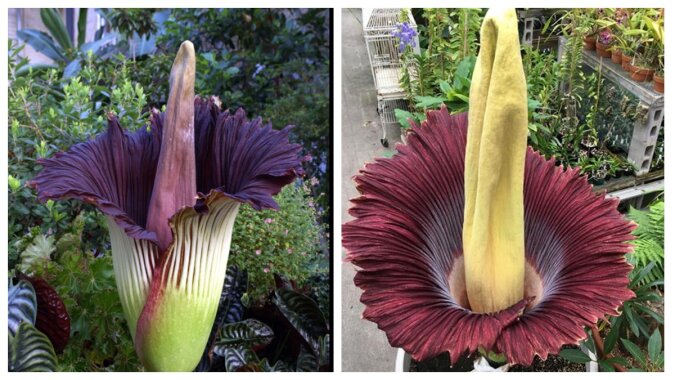 Amorphophallus titanum, die nur einmal alle paar Jahre blüht. Quelle: wikipedia