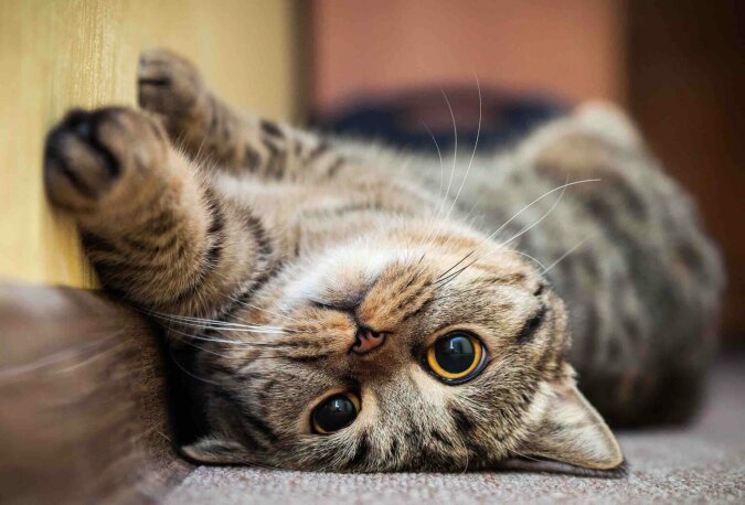 "Freude und Trauer der Katze": Wissenschaftler haben herausgefunden, was Katzen wirklich fühlen und ob ihre Gefühle menschlichen ähnlich sind