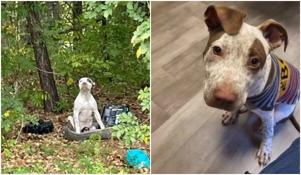 Der Hund, den er im Wald gefunden hatte, war gerettet worden. Quelle: petpop.сom