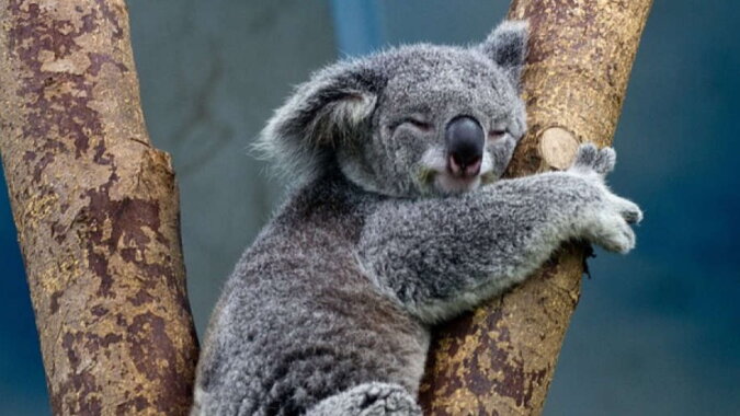 Ein niedlicher Koala. Quelle: iod.com