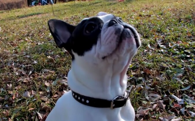 Bulldogge. Quelle: Screenshot YouTube