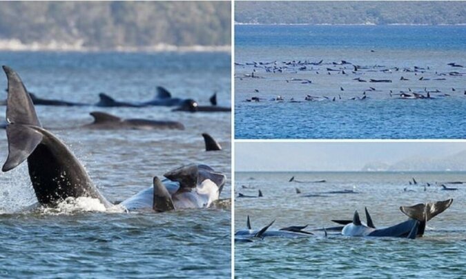 Rettungsaktion für Delfinherden in Tasmanien, Details