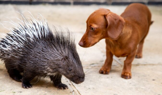 "Freunde für immer": Stachelschwein und Dackel sind gute Freunde und sehen keine Hindernisse für die Kommunikation
