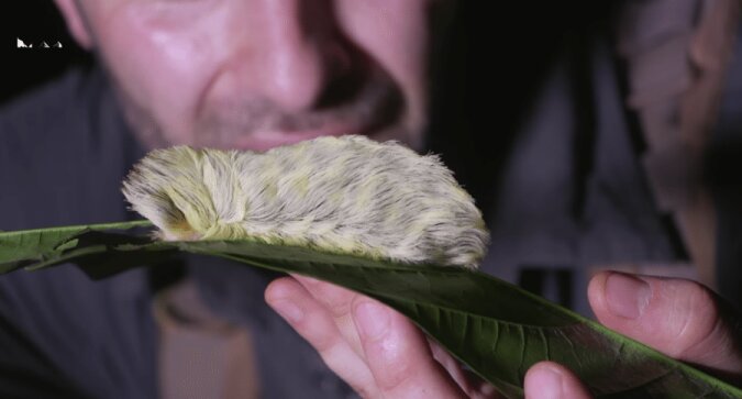 "Plötzliches Auftreten": Wissenschaftler haben flauschige Raupen an einem für diese Art ungewöhnlichen Ort gefunden