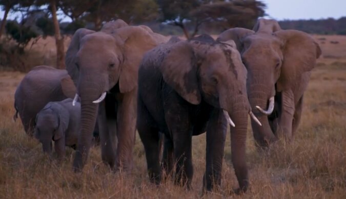 Elefanten. Quelle: Screenshot YouTube
