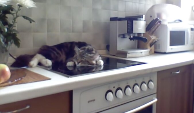 Warmes Plätzchen: die Katze möchte den Küchenherd nicht verlassen