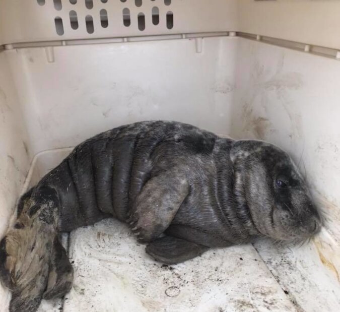 Die Geschichte einer Rettung: Nach einem Sturm wurde das Robbenbaby allein an der Küste gelassen
