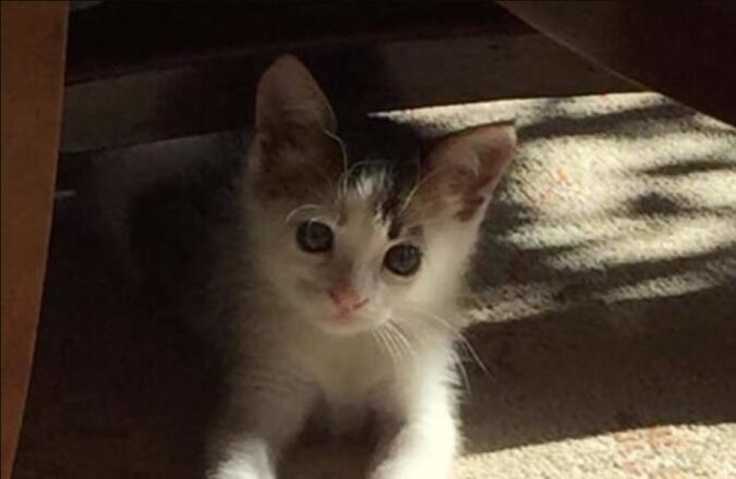 Das Kätzchen, das in der Mülltonne gefunden wurde, war "eines unter Tausenden"