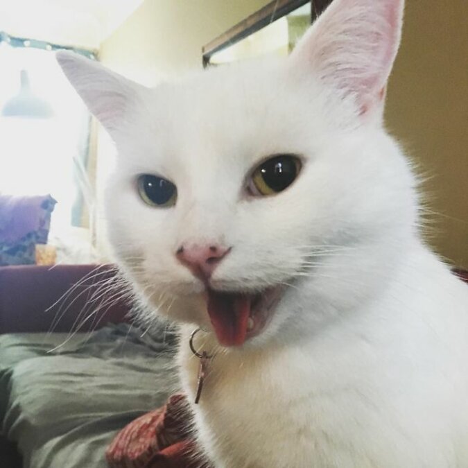 "Lieblingsspezialität": Die Reaktion der Katze auf saure Sahne brachte soziale Netzwerke zum Lachen
