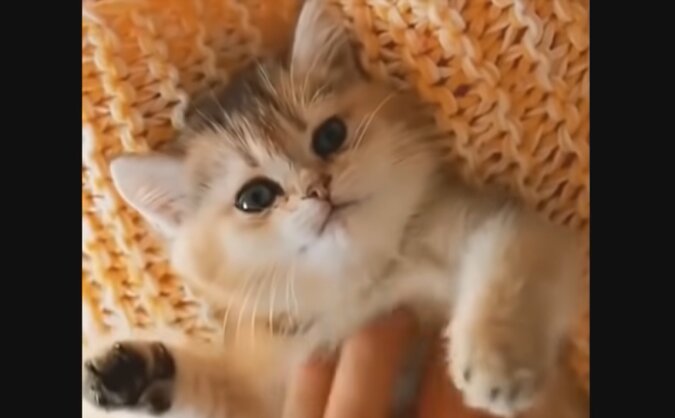 Kätzchen. Quelle: Screenshot YouTube
