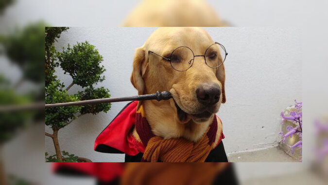 Harry Potter Hund. Quelle: Bildschirmfoto