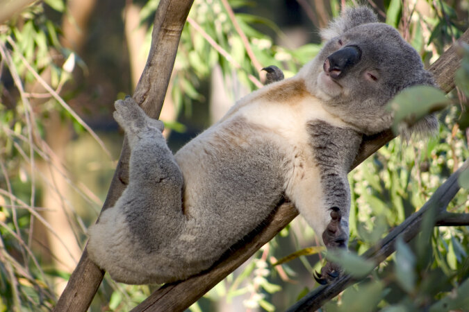"Echter Kletterer": Koalabär zeigte ausgezeichnete Baumkletterfähigkeiten