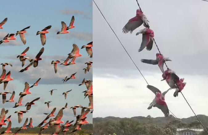 Ein Schwarm rosa Galahs. Quelle: dailymail.co.uk