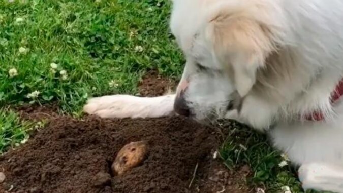 Neuer Freund: Die Besitzer konnten lange Zeit nicht herausfinden, auf wen der Hund an einer Grube wartete