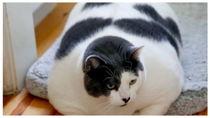 Der fetteste Kater der Welt. Quelle:Patches' Journey