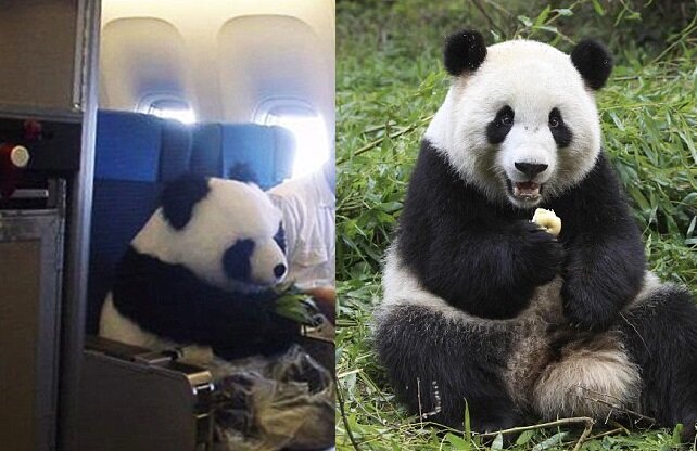 Der niedliche Panda. Quelle: dailymail.co.uk