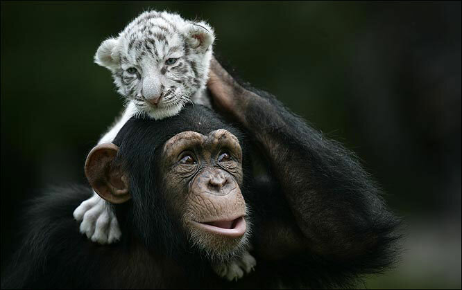 "Untrennbare Freunde": Die Freundschaft zwischen Schimpansen und Tigerbabys zerstört alle Mythen über Tiere
