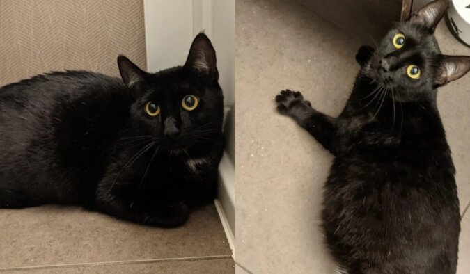Eine schwarze Katze, die gerettet wurde. Quelle: petpop.сom