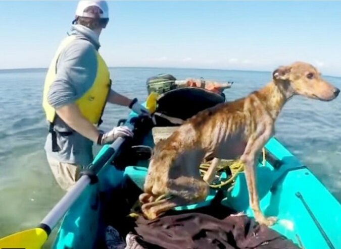 Ein Mann hat den Hund auf einer einsamen Insel gerettet
