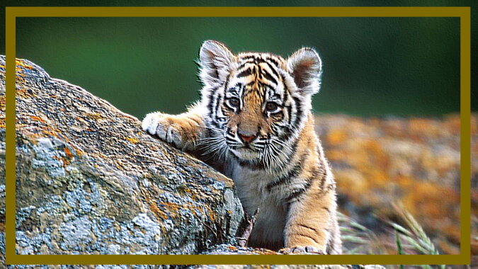 Ein Tigerbaby. Quelle: pinterest