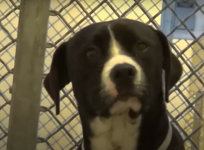 Wahres Glück: Der Hund konnte seine Emotionen nicht zurückhalten, als er erfuhr, dass er aus dem Tierheim geholt wurde