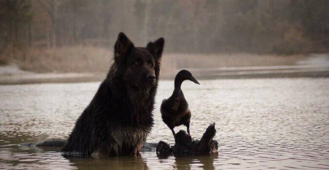 Ein Hund und eine Ente. Quelle: tourister