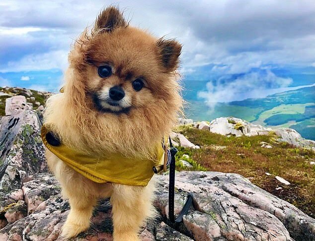 "König der Berggipfel": Der Pomeranian liebt es, mit seiner Besitzerin kajakzufahren